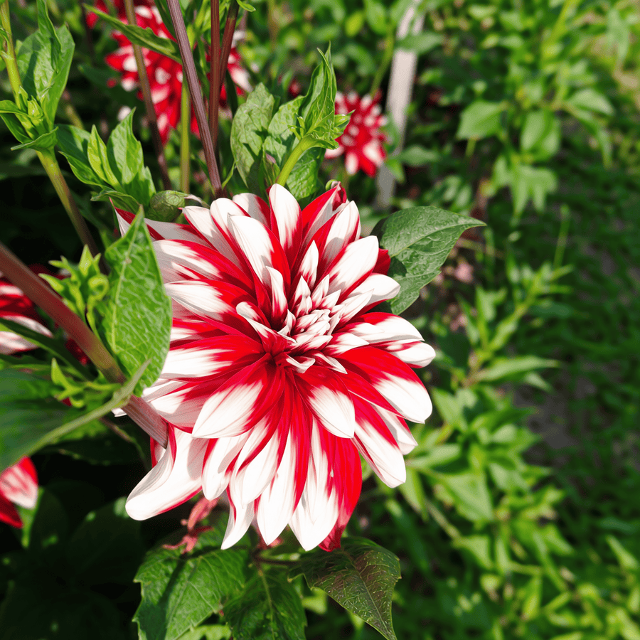 Dahlia Catching Fire