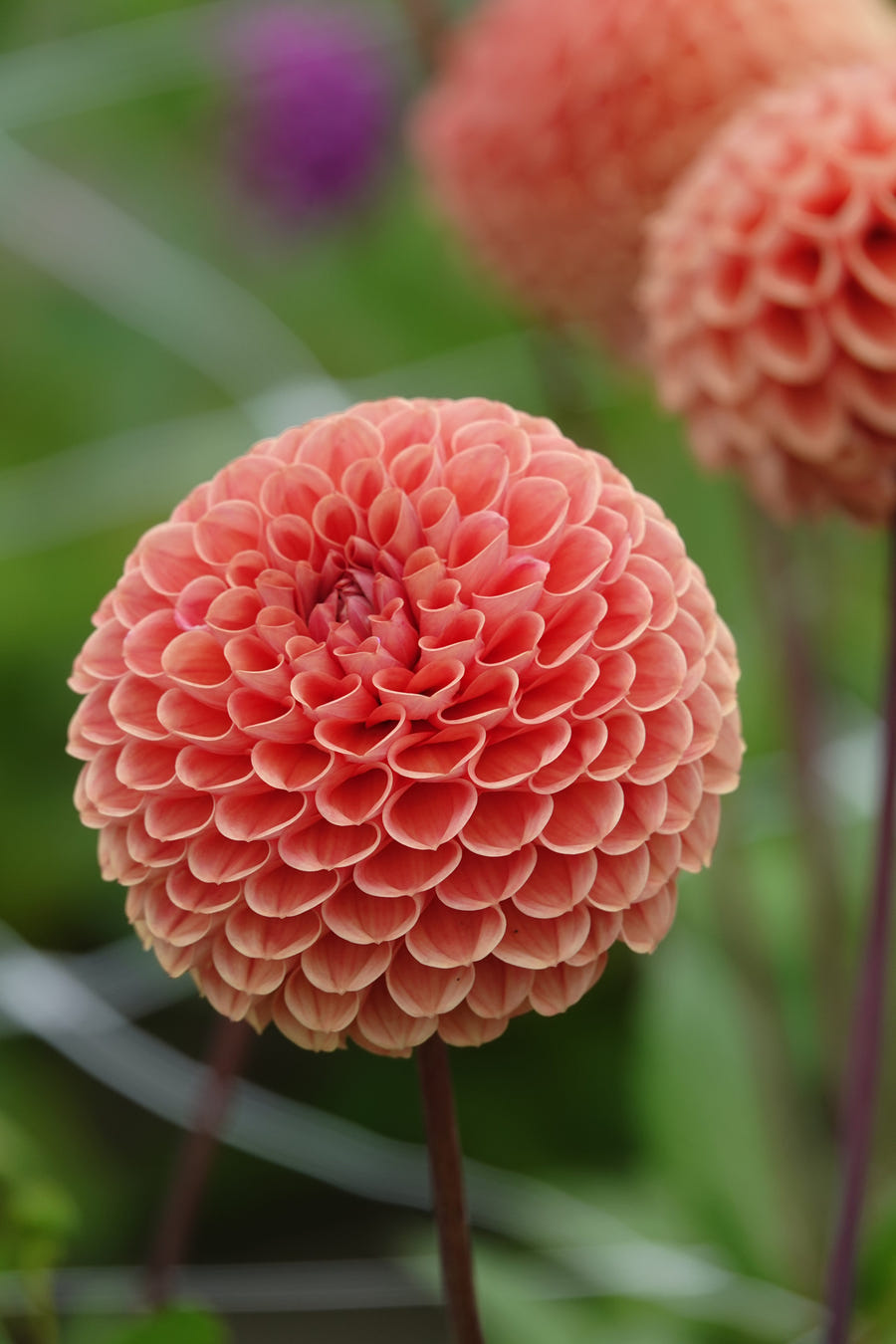 Dahlia Cornel Brons