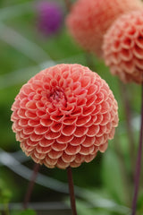 Dahlia Cornel Brons
