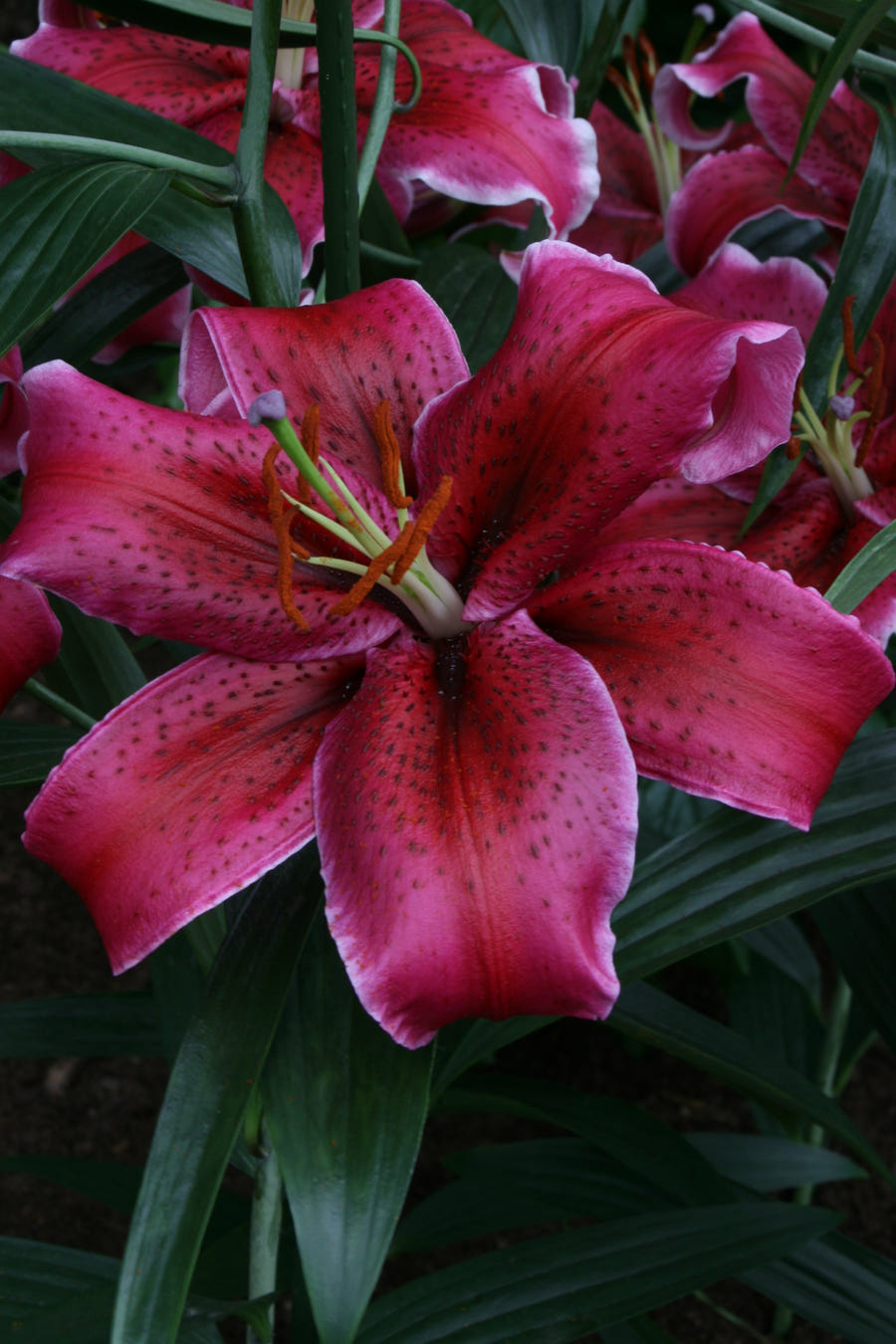 Lilium Corvara
