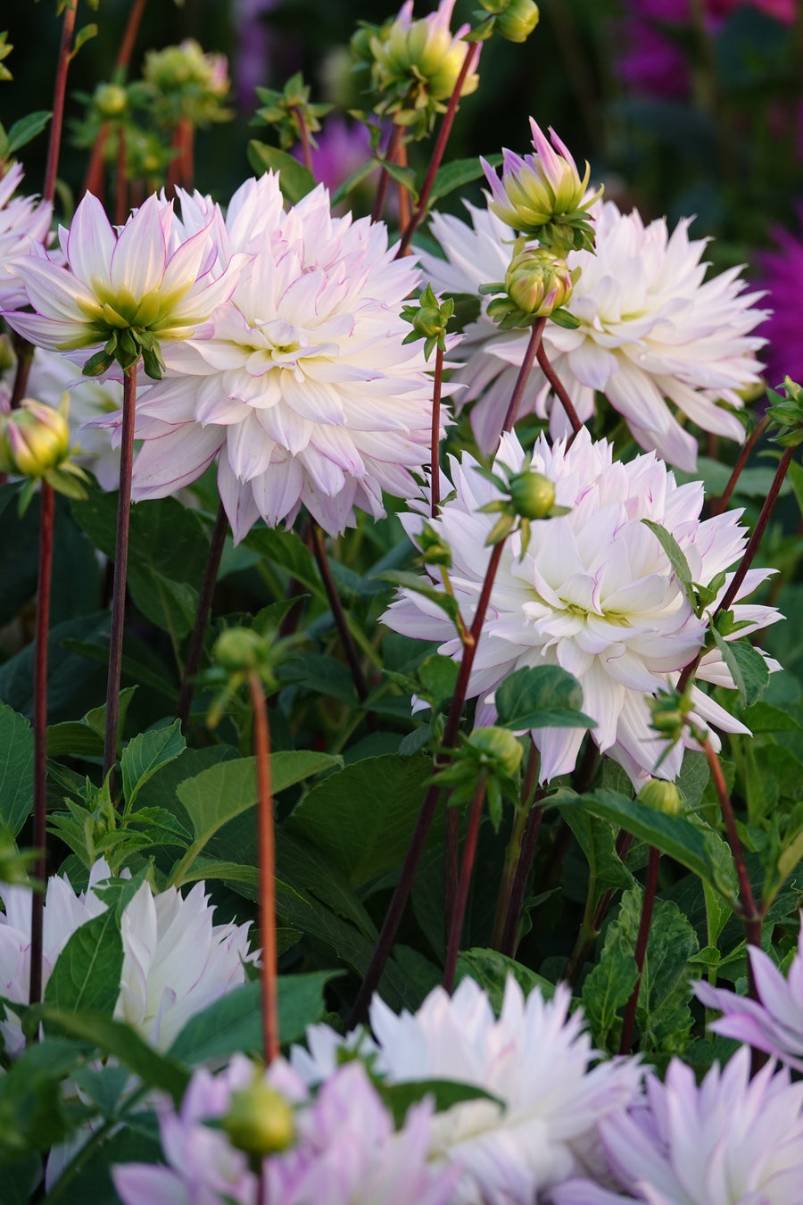 Dahlia Crazy Love