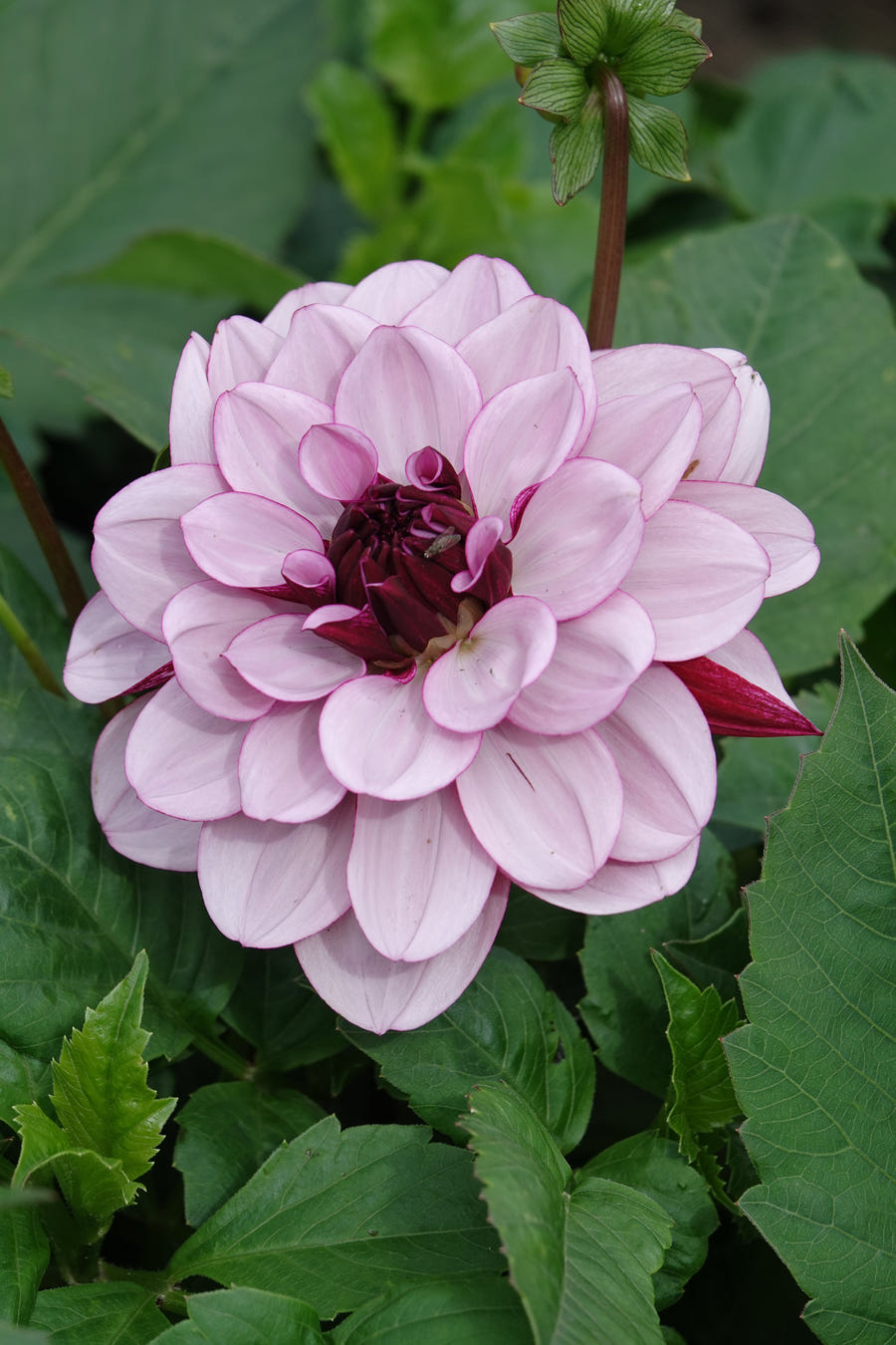 Dahlia Crème de Cassis