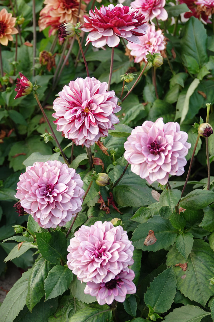 Dahlia Crème de Cassis