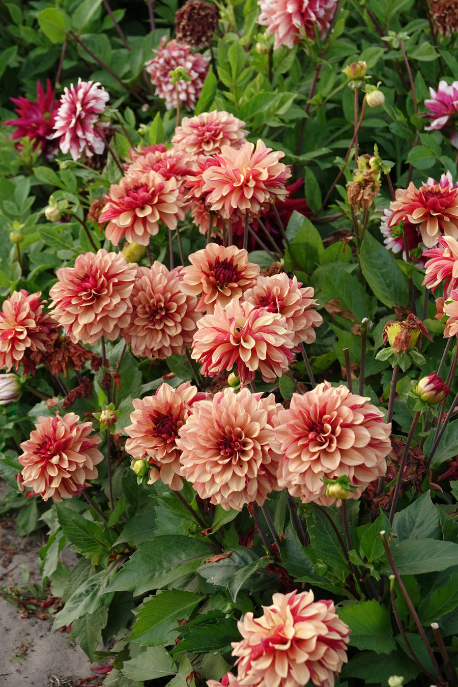 Dahlia Crème de Cognac