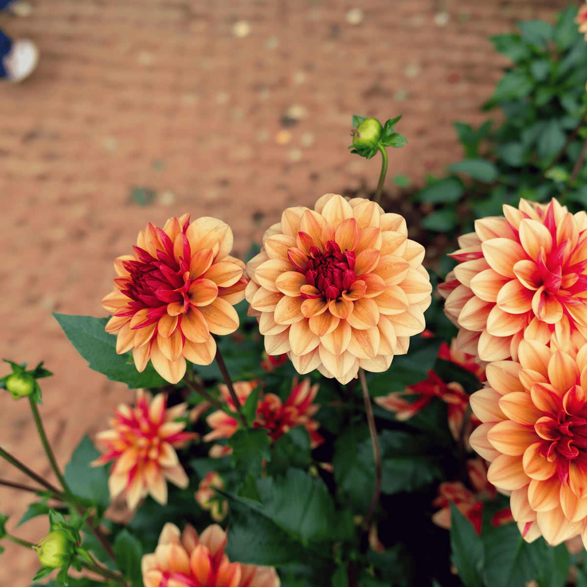 Dahlia Creme de Cognac