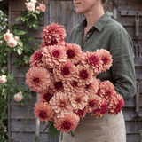 Dahlia Creme de Cognac