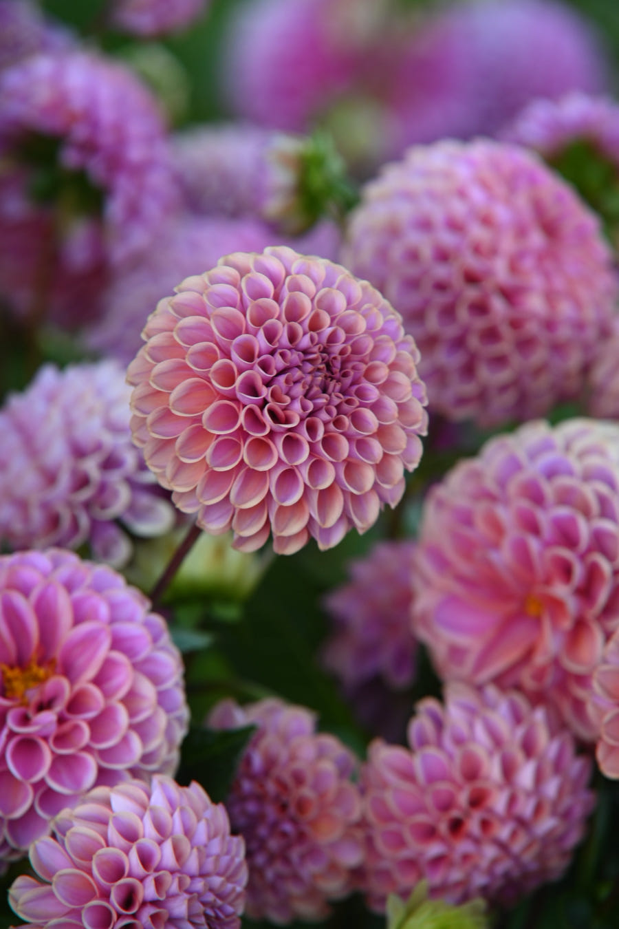 Dahlia Jowey Winnie