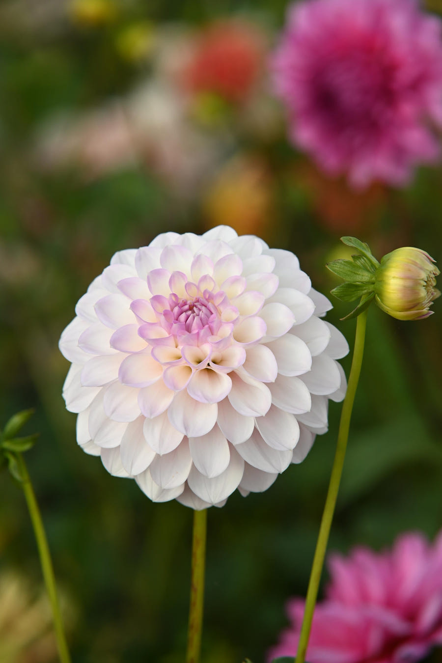 Dahlia Eveline