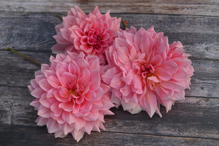 Dahlia Islander