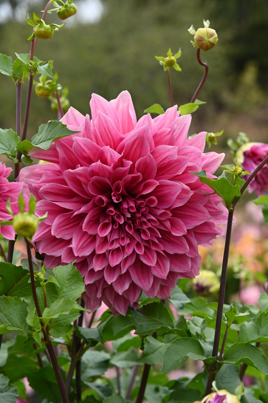 Dahlia Emory Paul