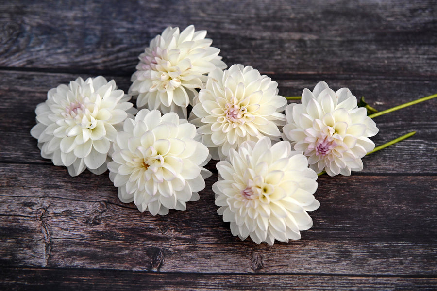 Dahlia Eveline