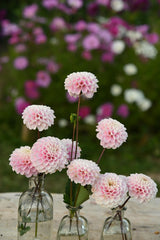 Dahlia Wizard of Oz