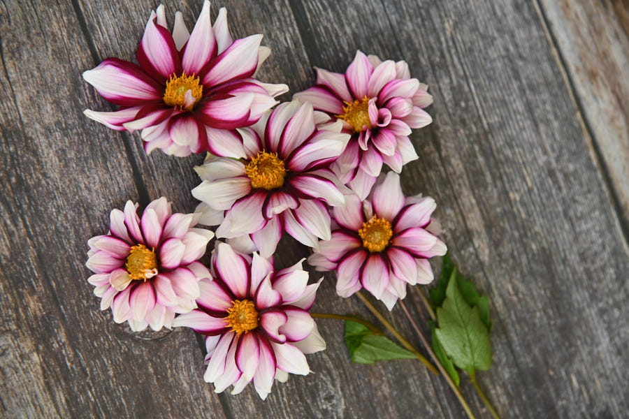 Dahlia Edge of Joy