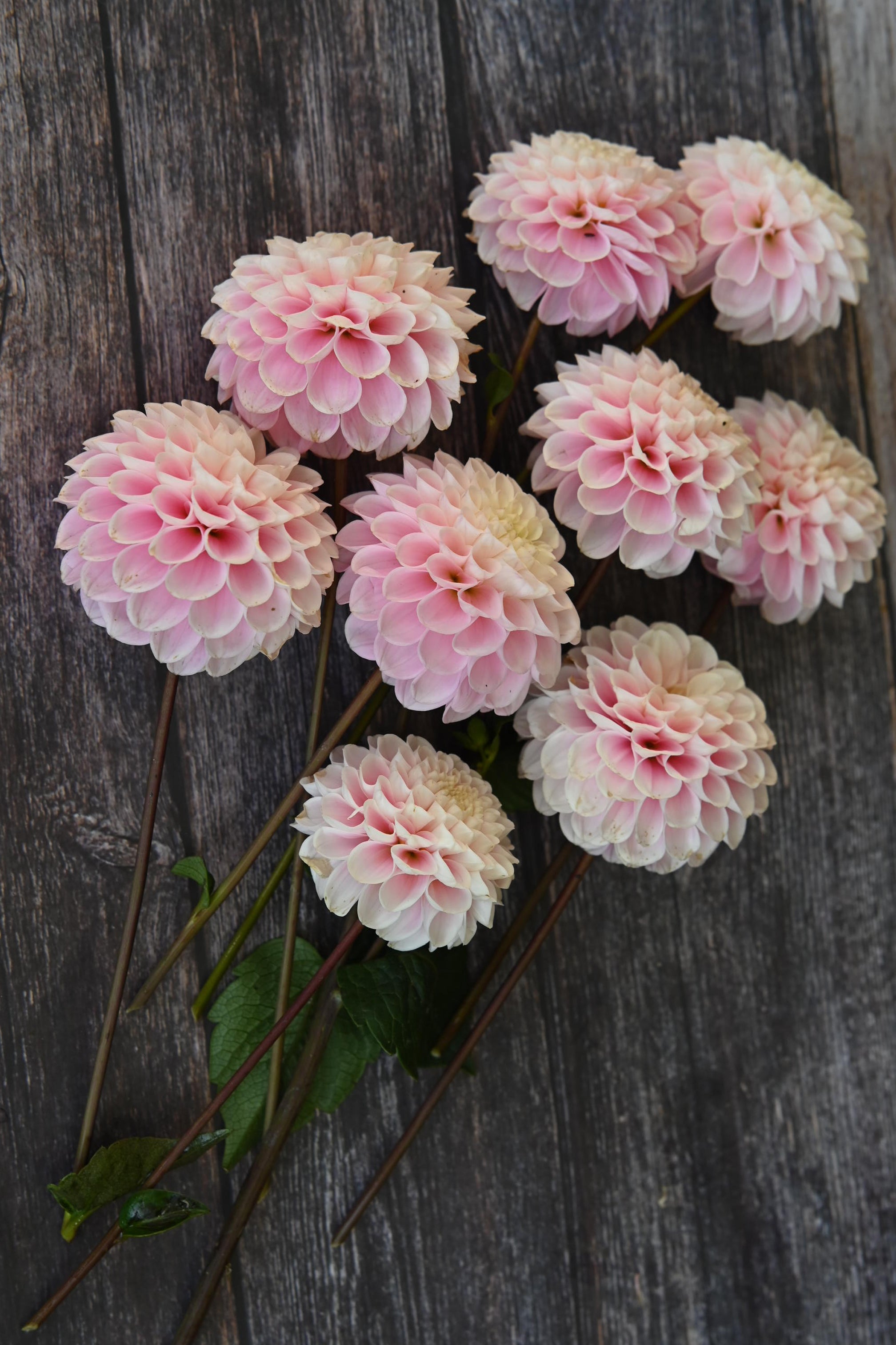 Dahlia Wizard of Oz