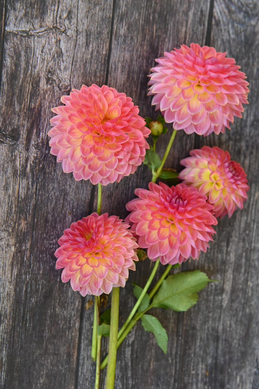 Dahlia Jowey Winnie