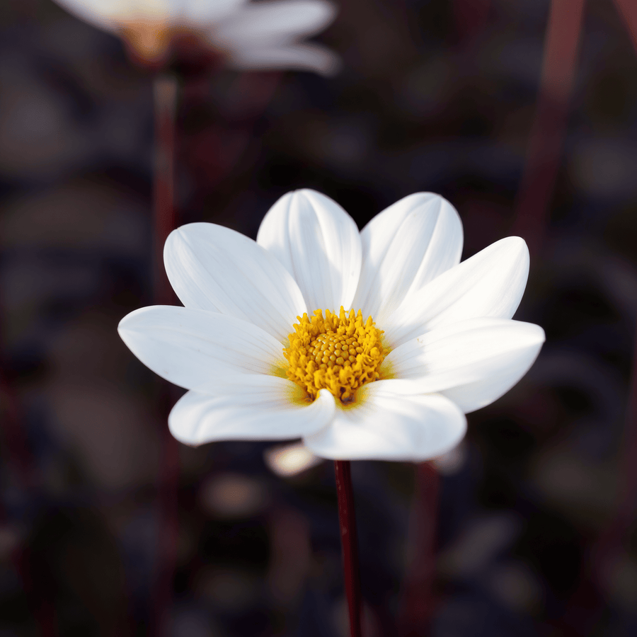 Dahlia Dahlegria White