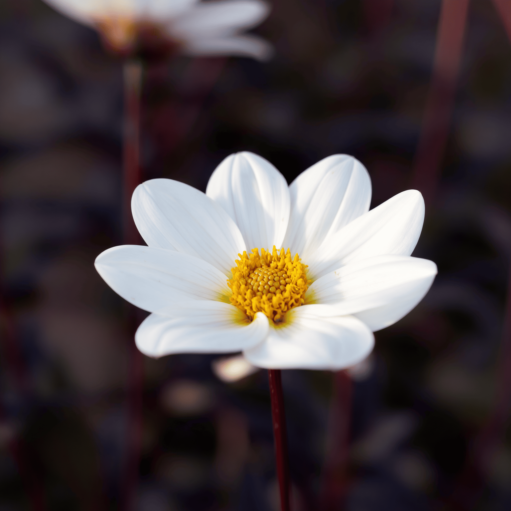 Dahlia Dahlegria White
