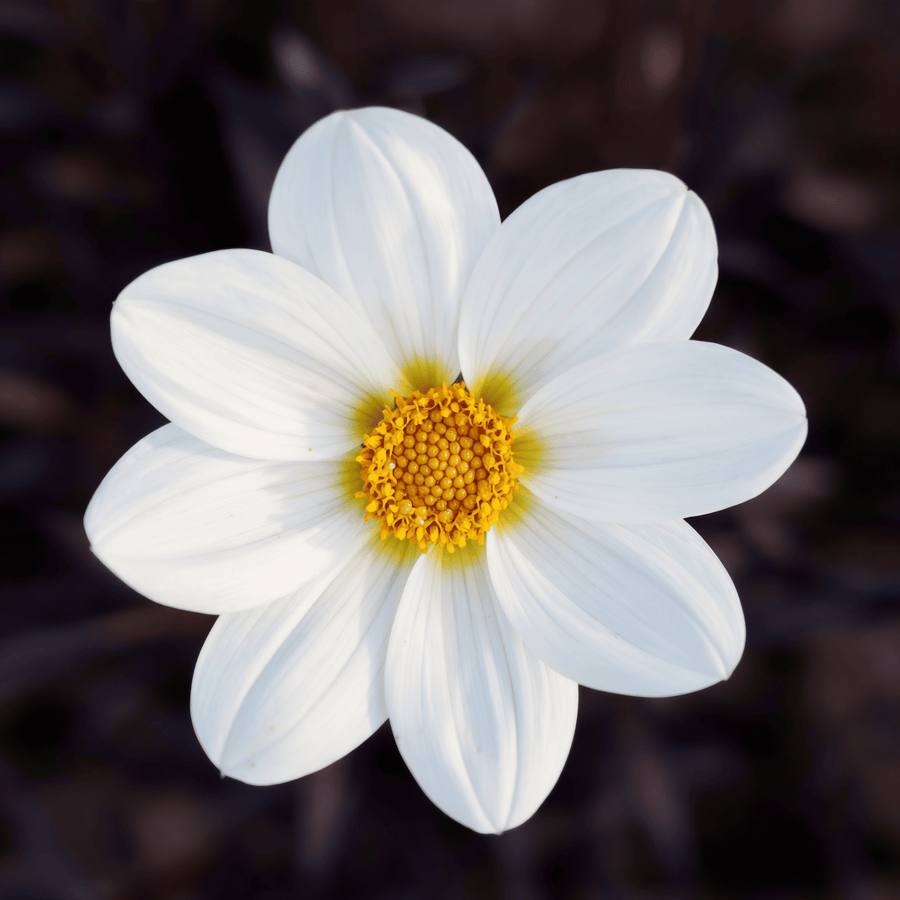 Dahlia Dahlegria White