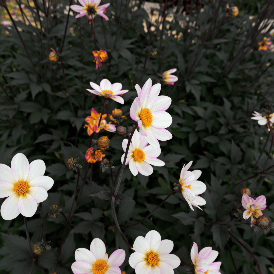 Dahlia Dahlegria White