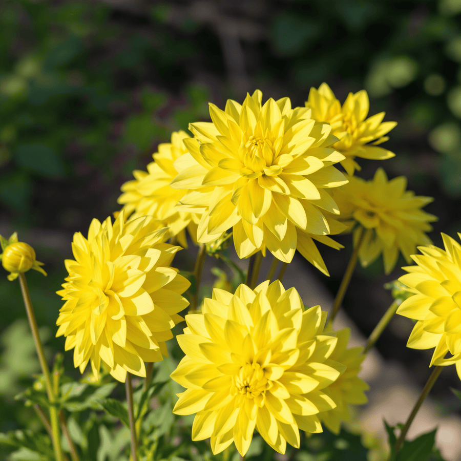 Dahlia American Sun