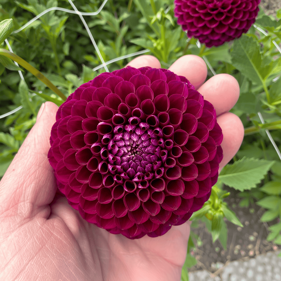 Dahlia Downham Royal