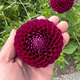 Dahlia Downham Royal
