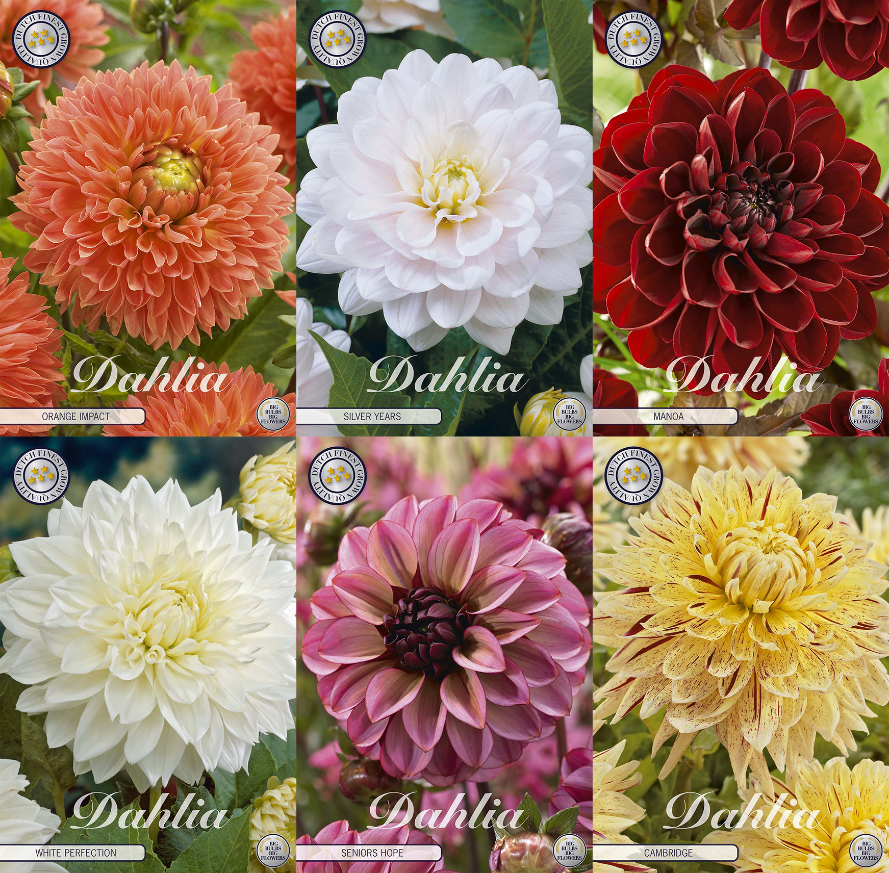 Dahlia Garden Favourites