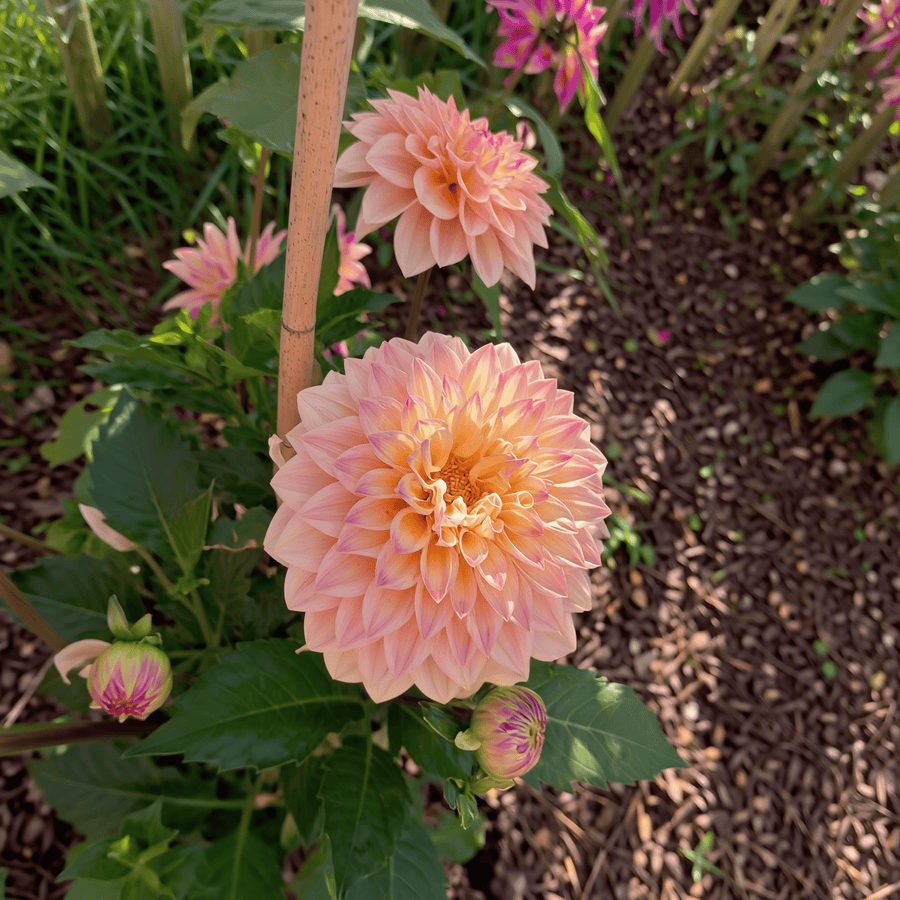 Dahlia Princesse Elisabeth