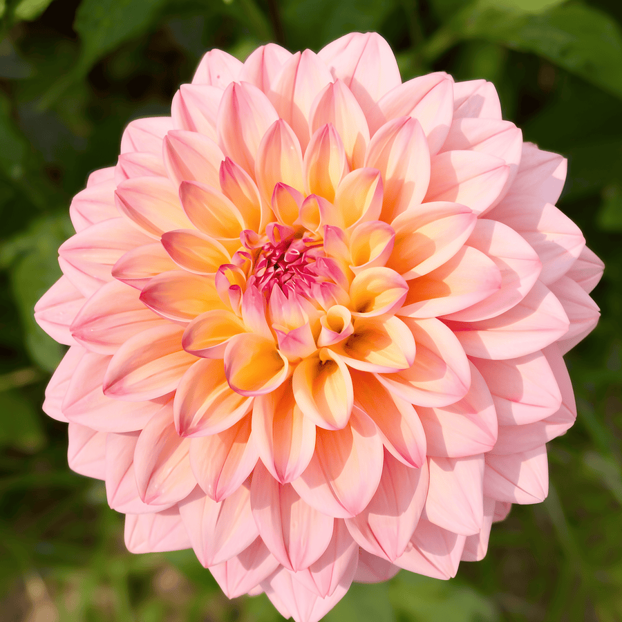 Dahlia Princesse Elisabeth