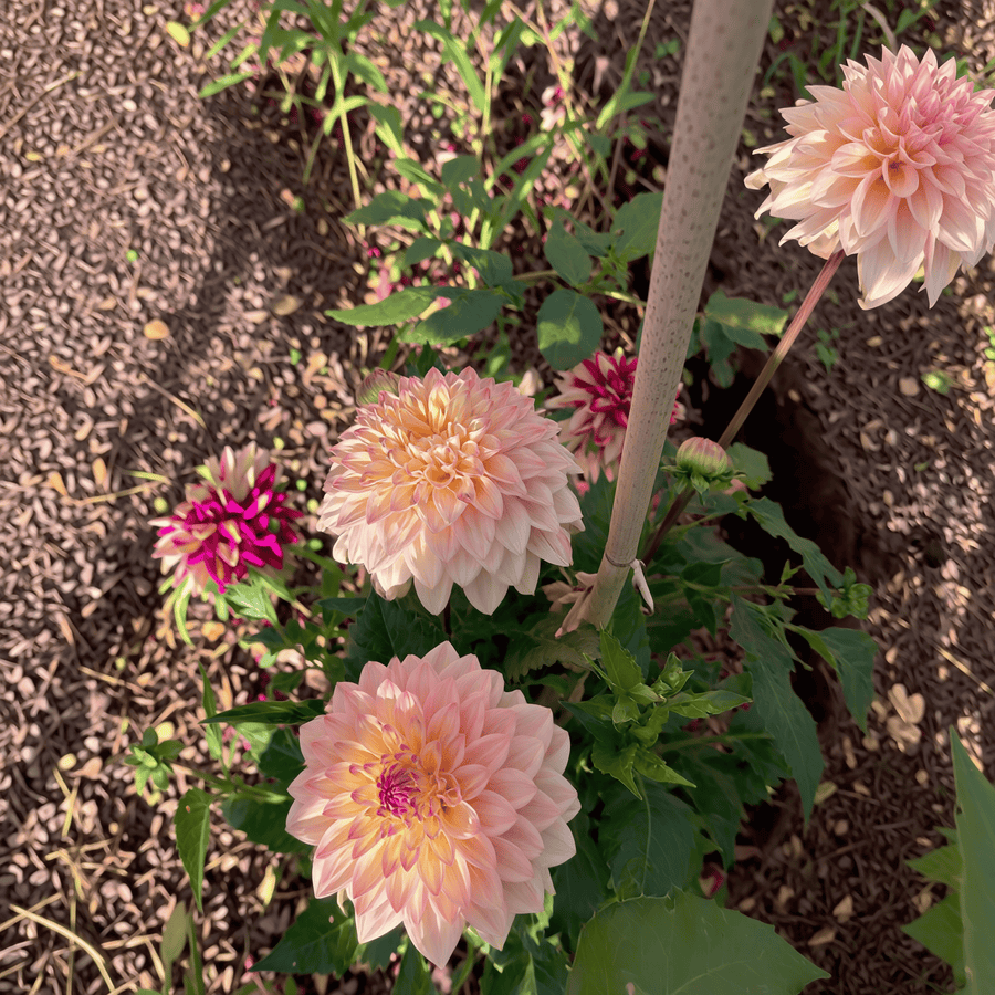 Dahlia Princesse Elisabeth