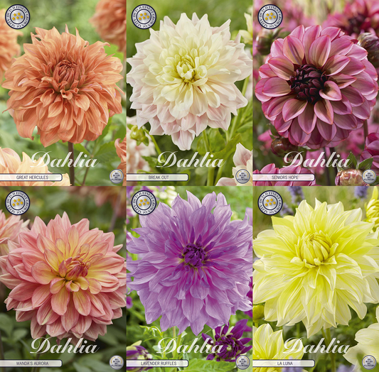 Dahlia Statement