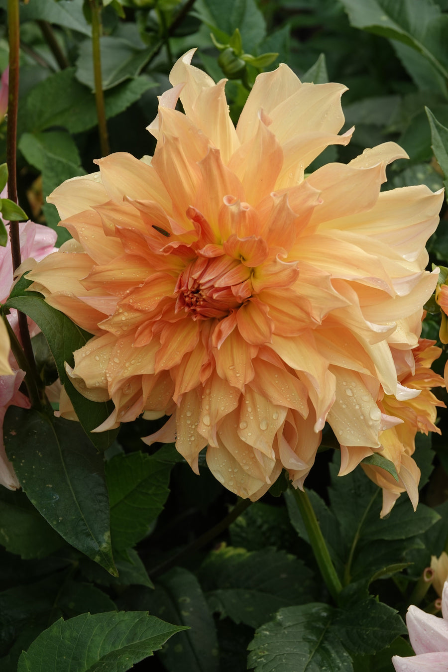 Dahlia Big Brother