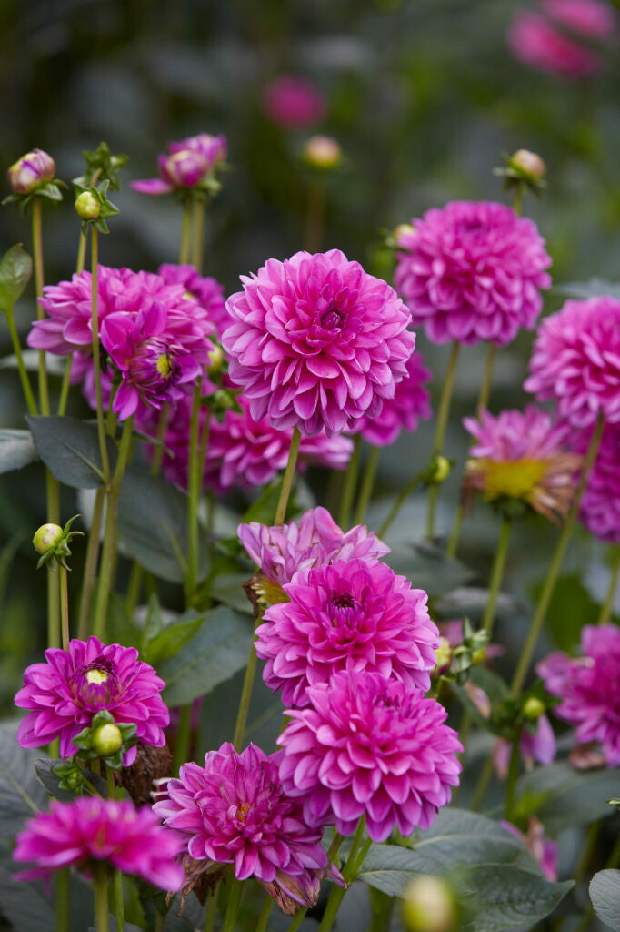 Dahlia Cartouche