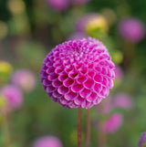 Dahlia Franz Kafka