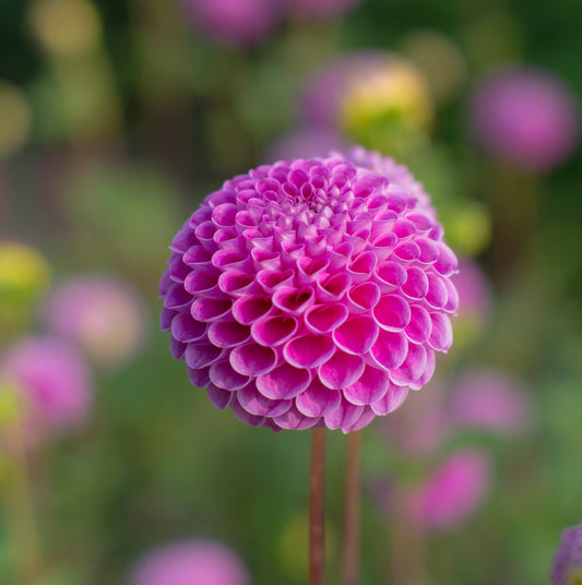 Dahlia Franz Kafka