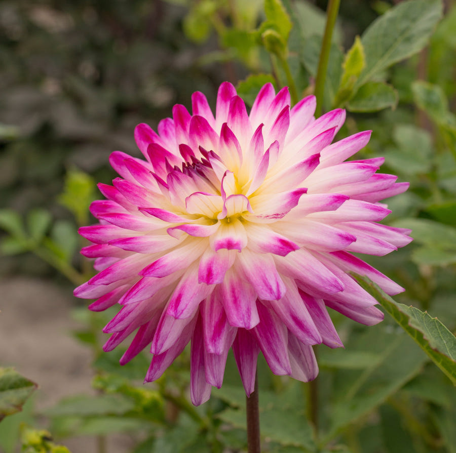 Dahlia Hayley Jane