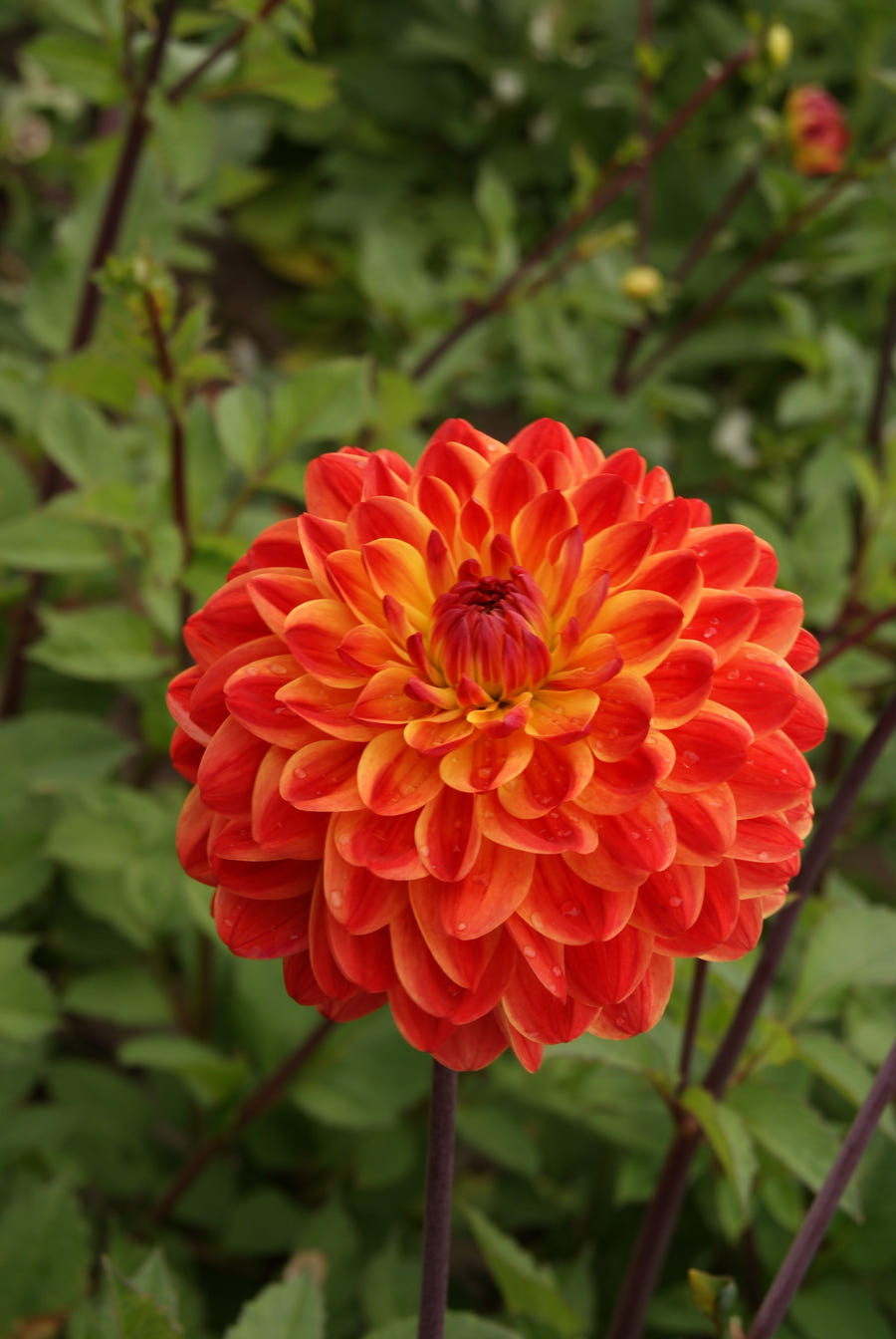 Dahlia Kees Verkade