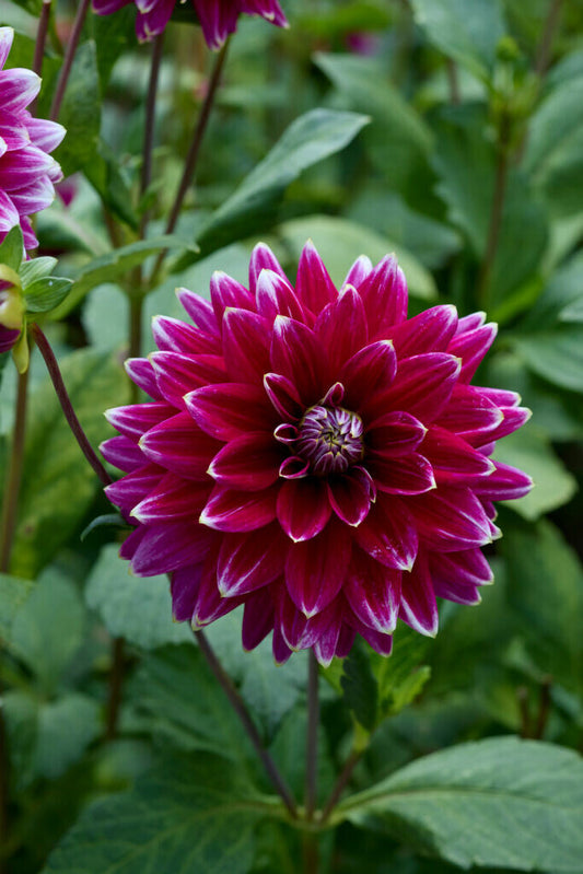 Dahlia Maldini