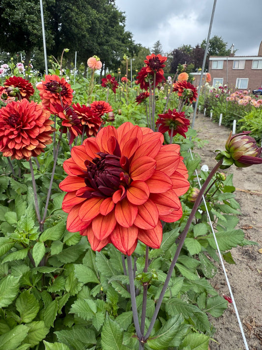 Dahlia Missis Miley