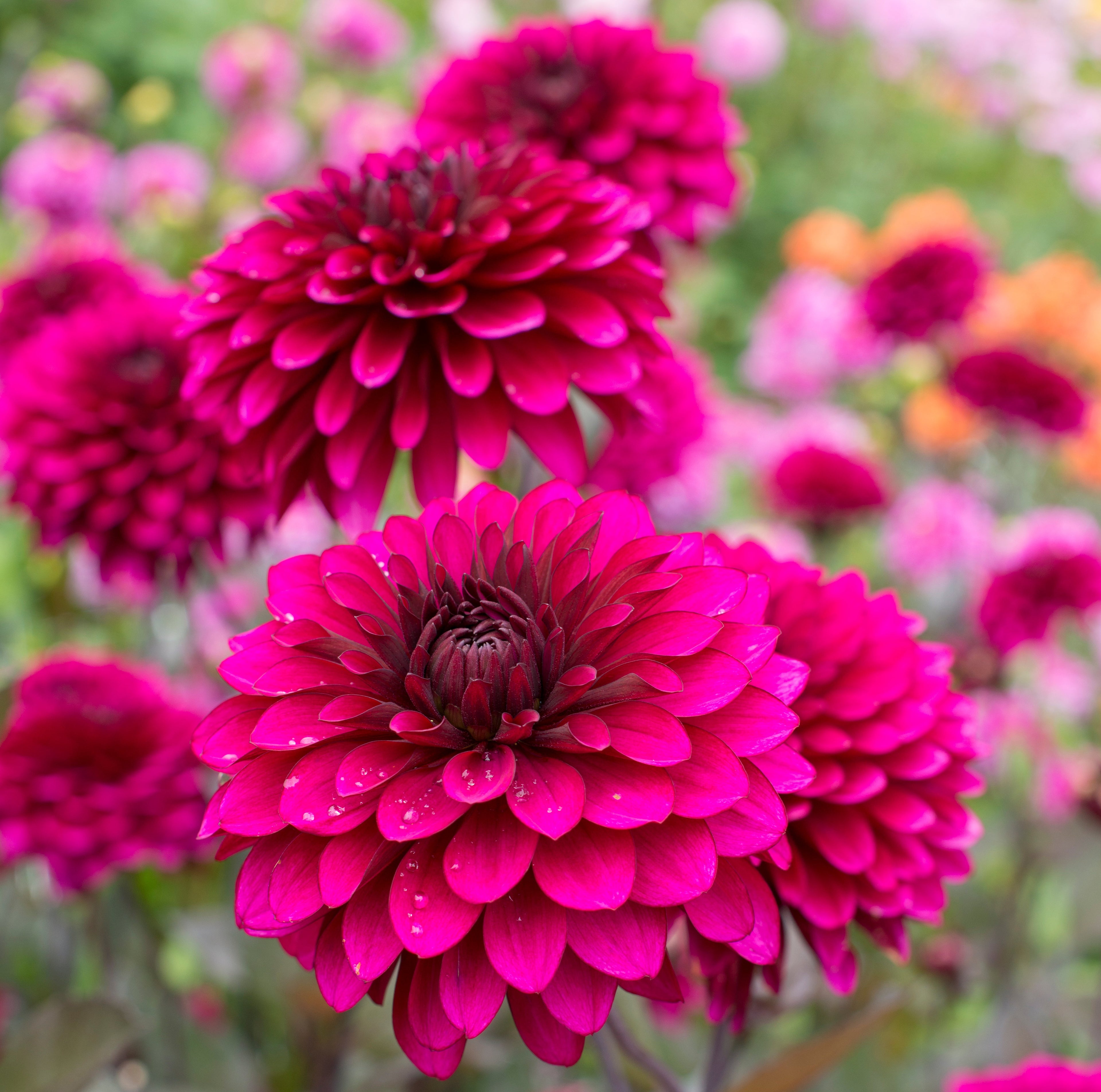 Dahlia Purple Flame