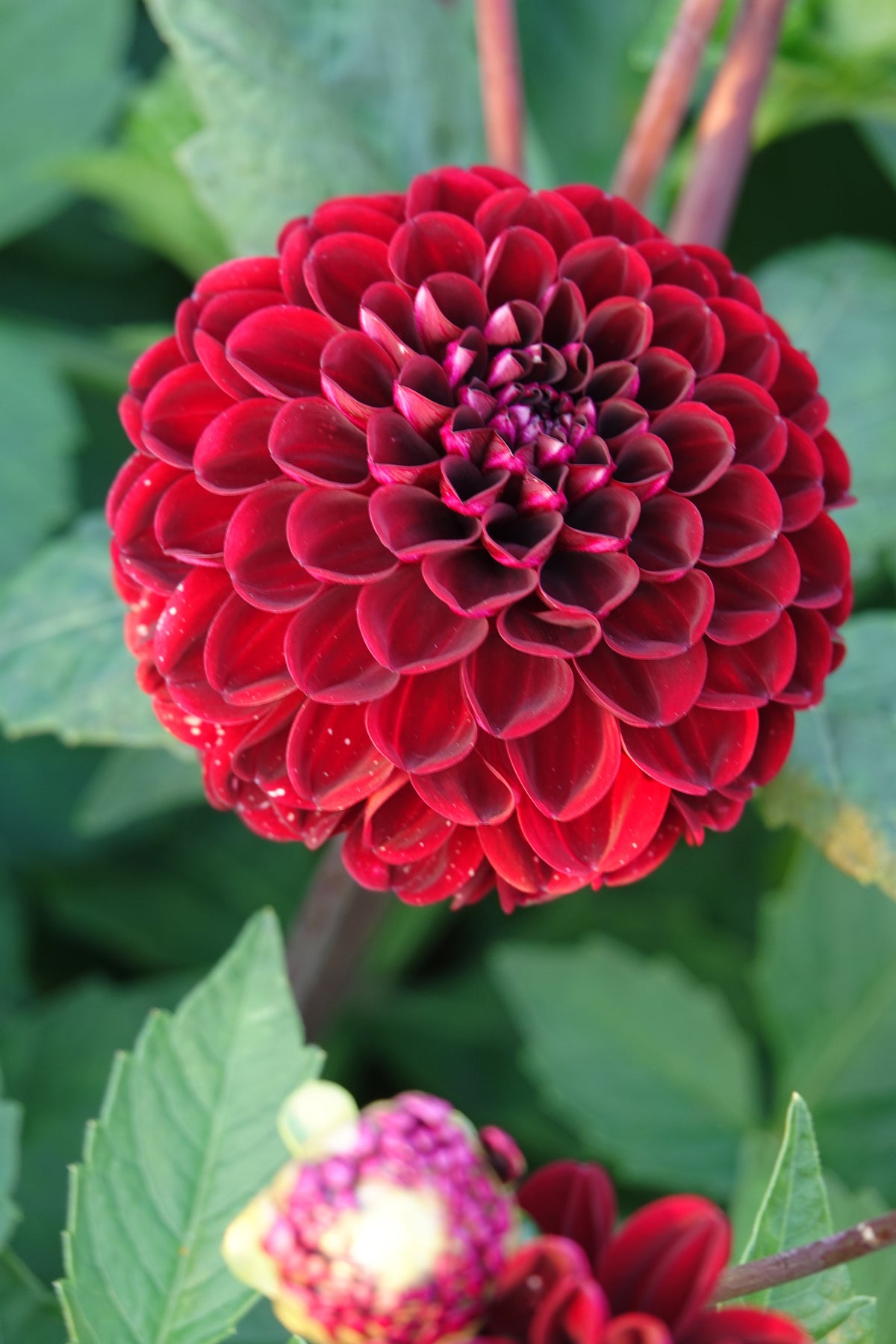Dahlia Dark Spirit