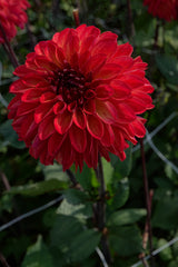 Dahlia Ding A Dong