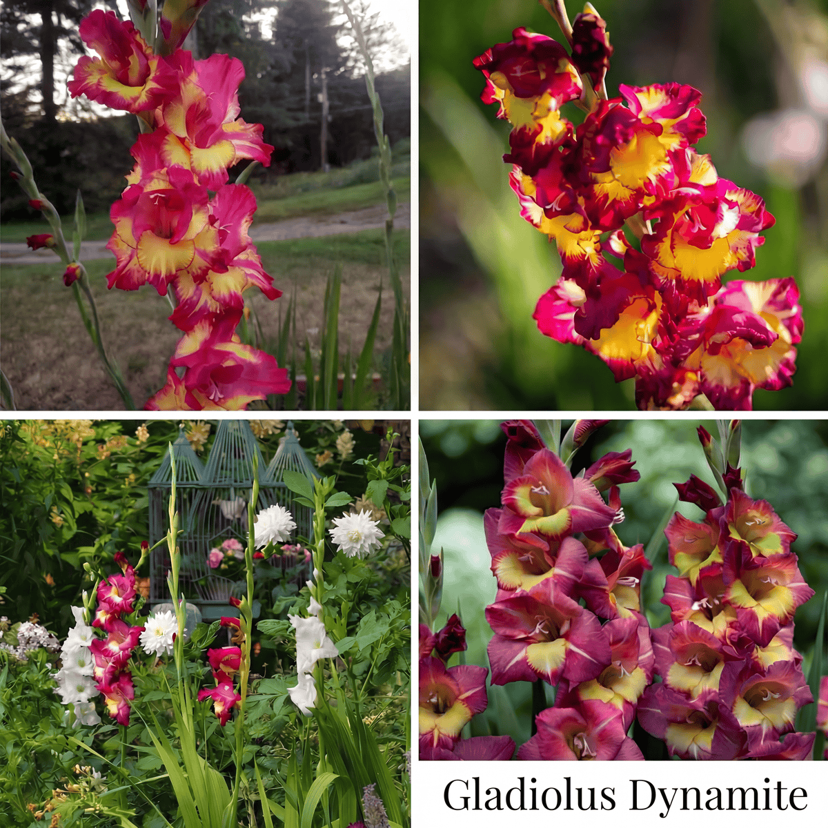 Collection Jardin d’Été de Glaïeuls