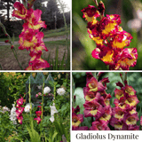 Collection Jardin d’Été de Glaïeuls