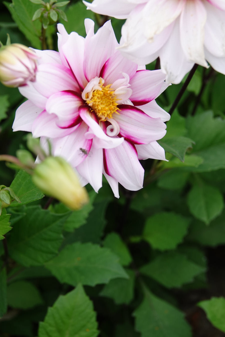 Dahlia Edge of Joy