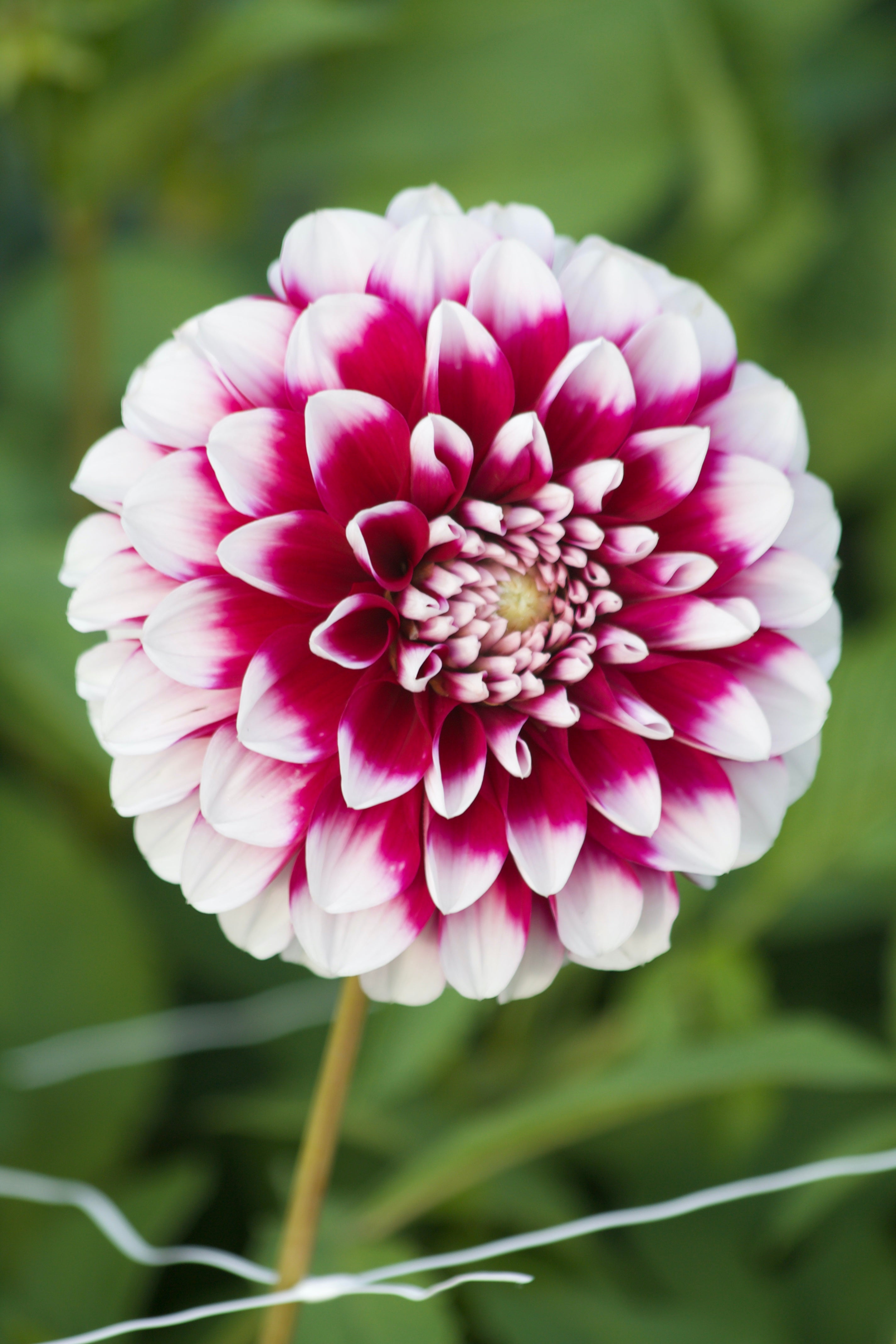 Dahlia Edinburg
