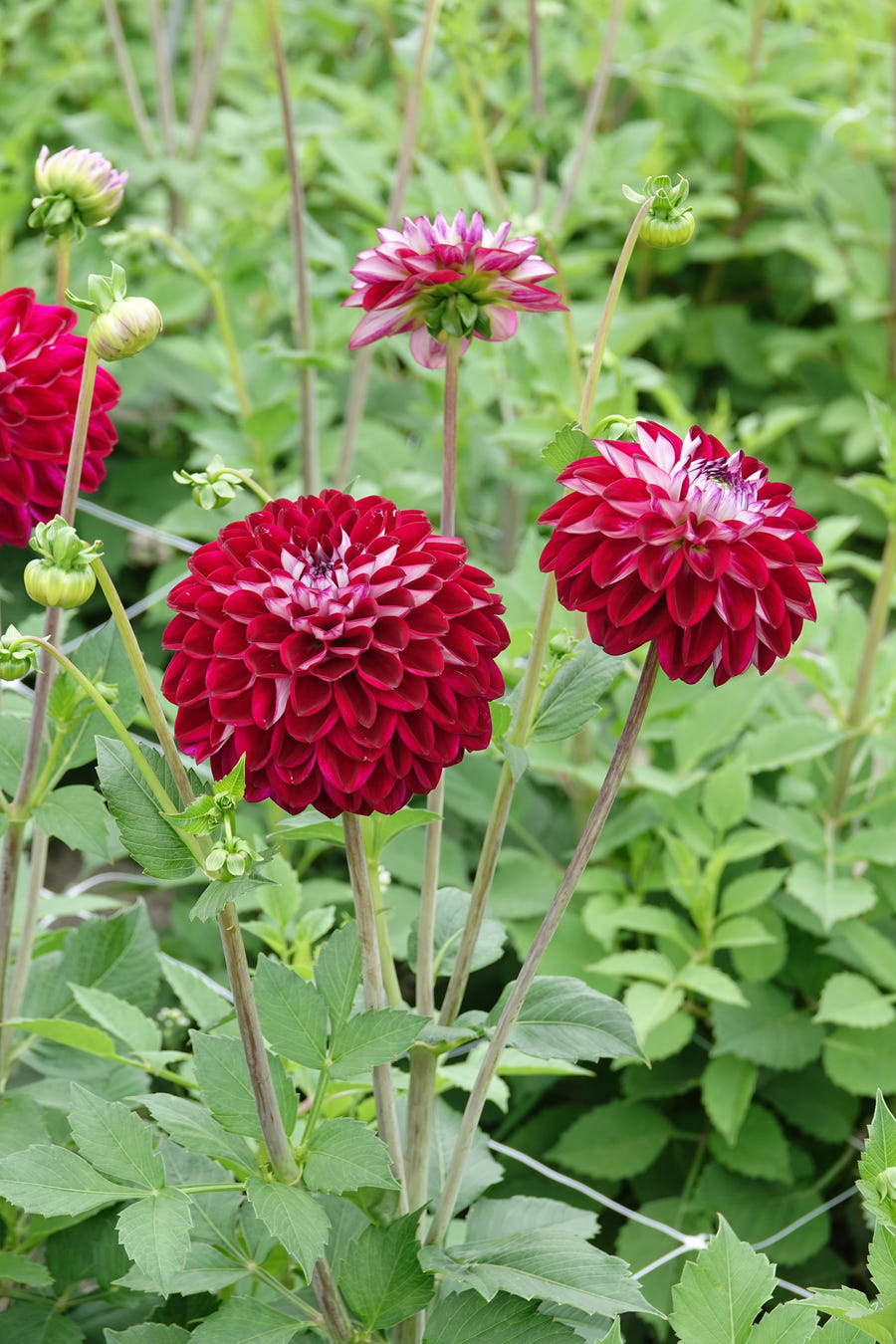 Dahlia Embassy