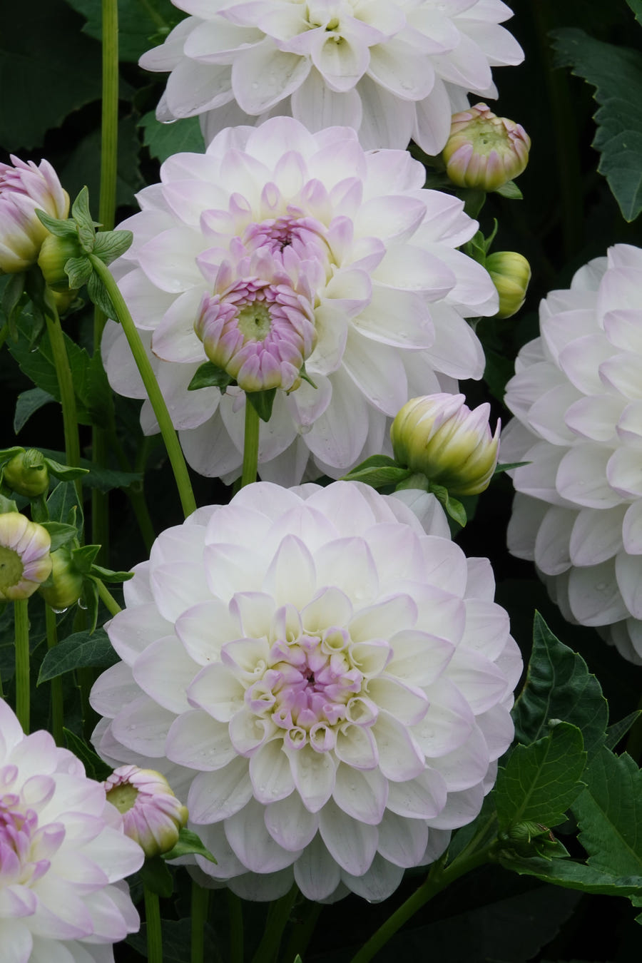 Dahlia Eveline
