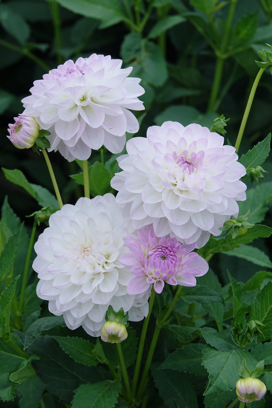 Dahlia Eveline
