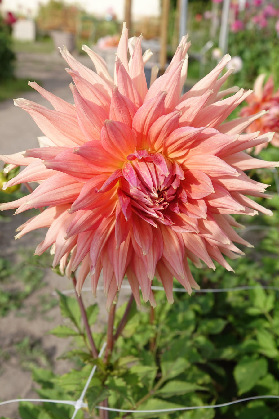 Dahlia Fairway Pilot